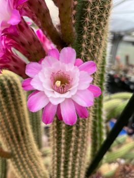 Preview: Hildewintera Otto Schulz